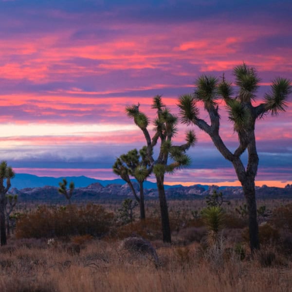 A cloudy sky over a field of Joshua trees in Queen Valley is illuminated pink and purple with mountains in the distance.