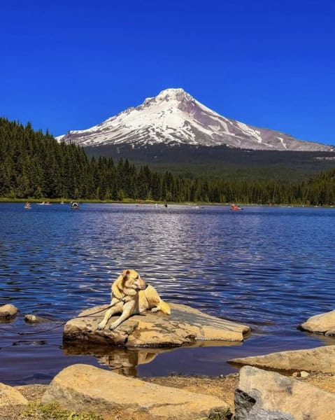 Leashed dog sitting on a rock at the shore of a lake with boaters and mountain peak in the background