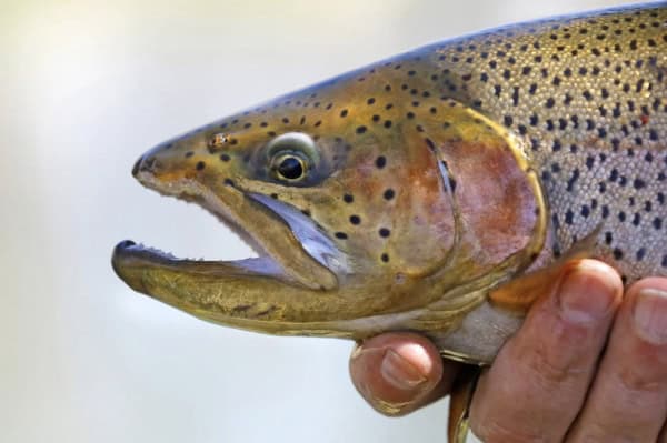 a trout held in hand