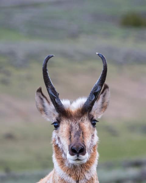 A pronghorn looks directly at the camera.