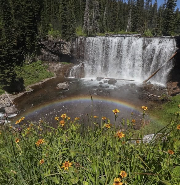 Waterfall with rainbow and yellow flowers in forest