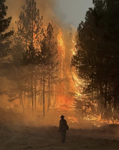 Wildland firefighter standing in a forest with trees engulfed in flames